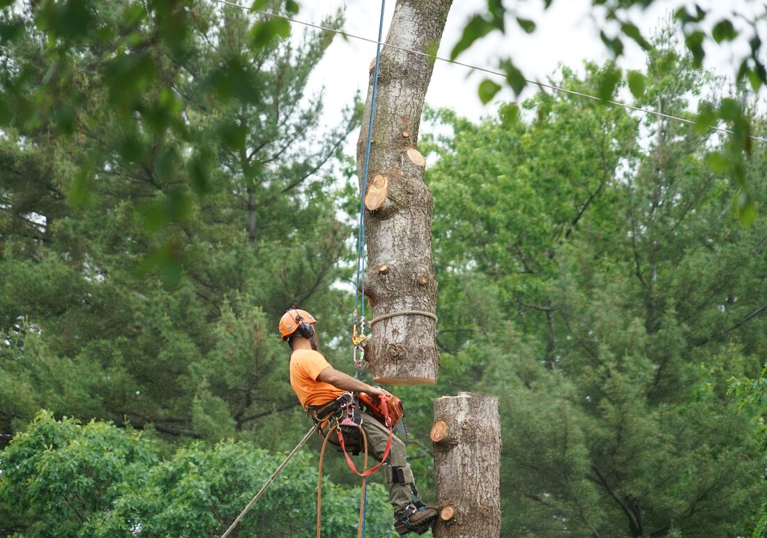 An image of Tree Removal Services in Rowland Heights CA