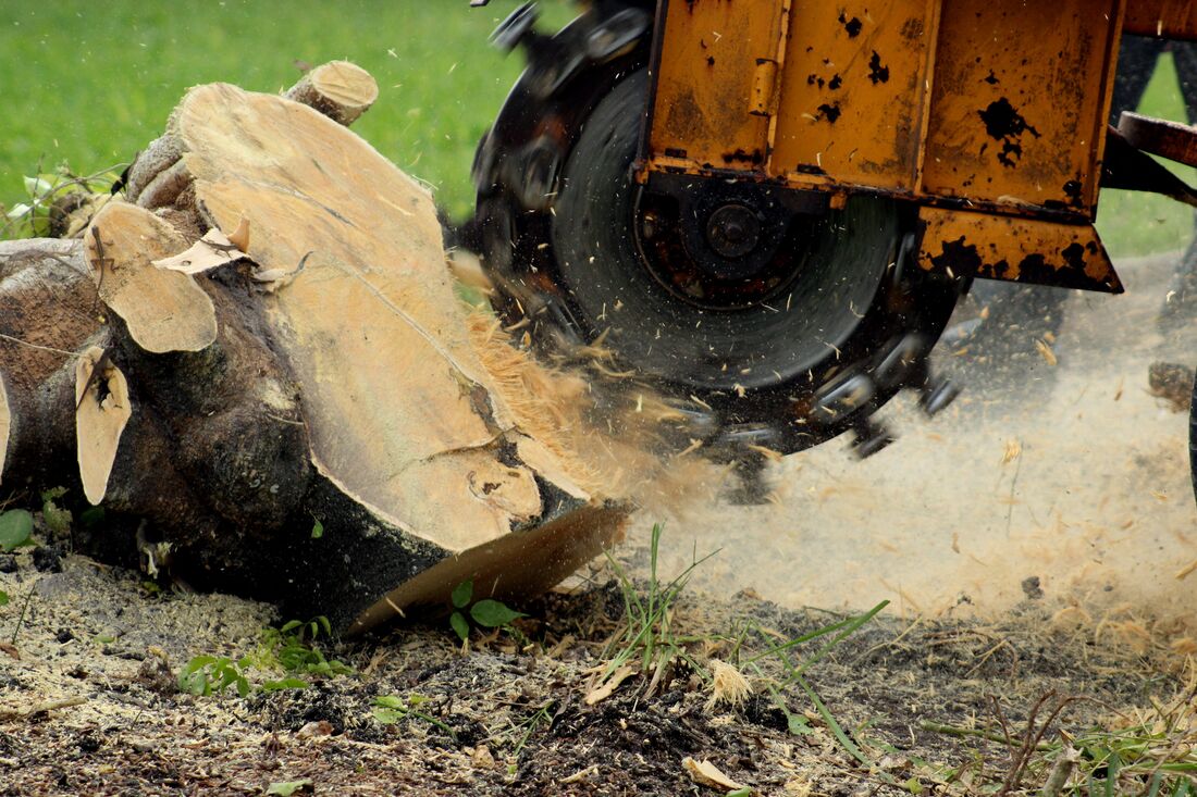An image of Stump Grinding/Removal Services in Rowland Heights CA