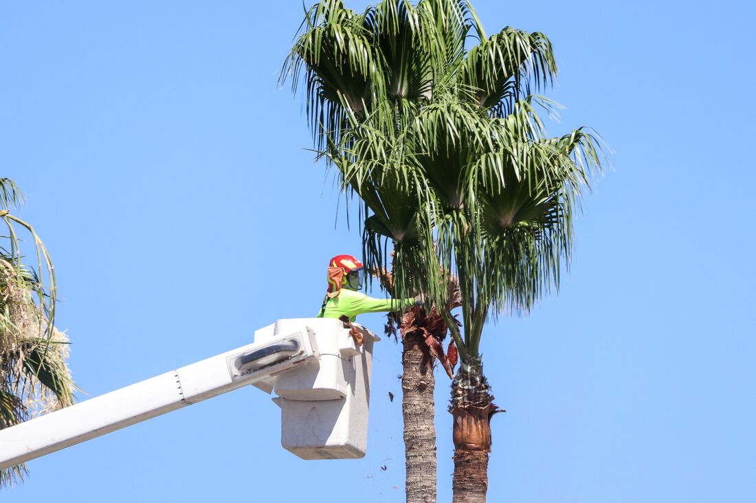An image of Tree Service Company in Rowland Heights CA