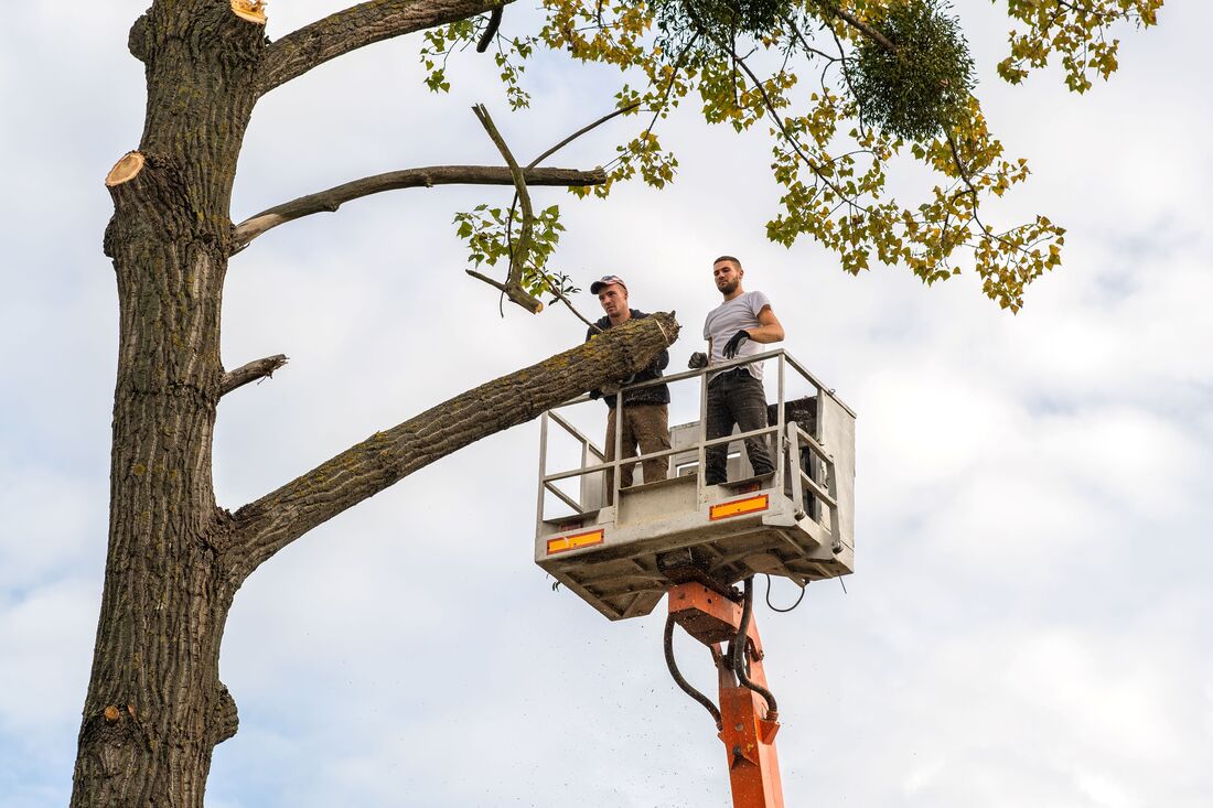 An image of Tree Services in Rowland Heights CA